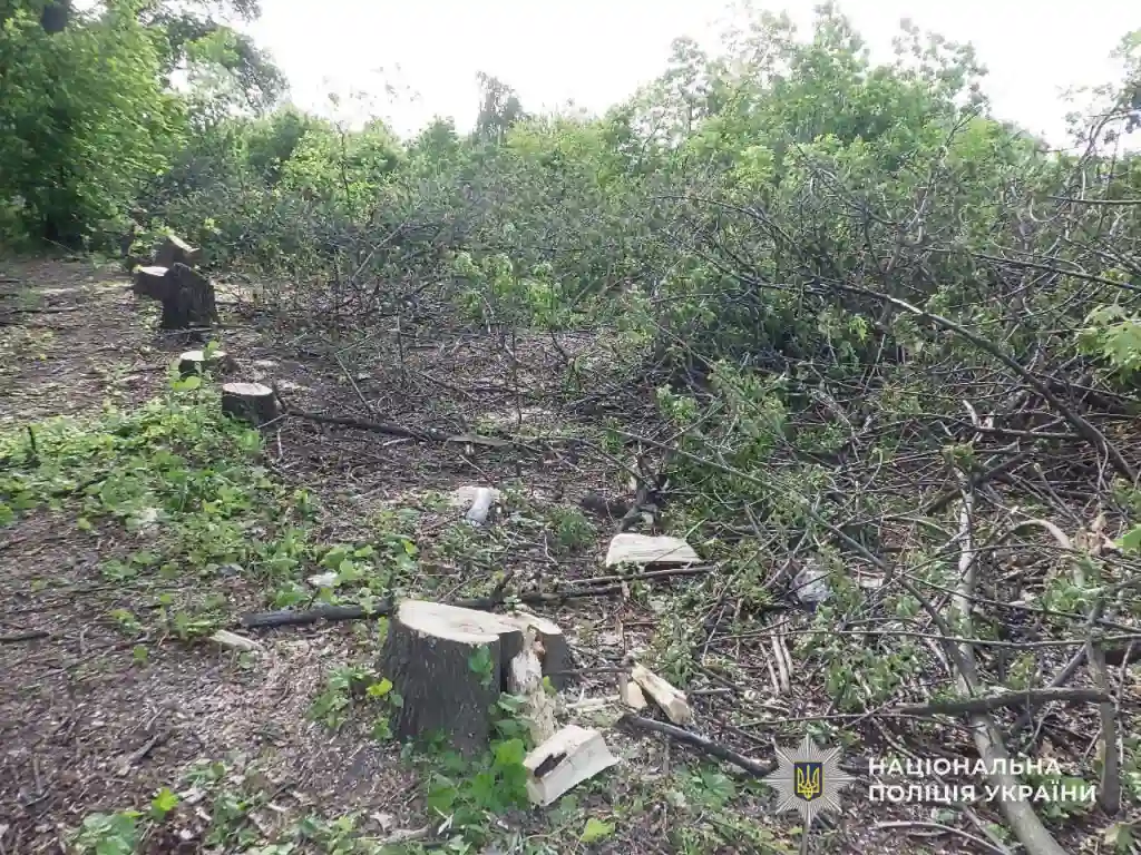 У Синельниківському районі судитимуть трьох чоловіків за незаконну вирубку лісу