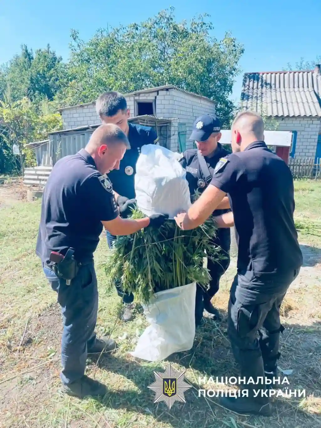 Поліція Дніпропетровщини виявила майже 900 кущів конопель у приватному господарстві