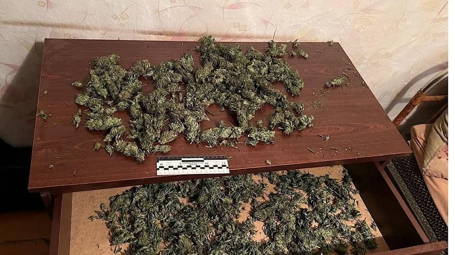 На Дніпропетровщині викрили двох чоловіків, яких підозрюють у вирощуванні та зберіганні канабісу На Дніпропетровщині викрили двох чоловіків, яких підозрюють у вирощуванні та зберіганні канабісу