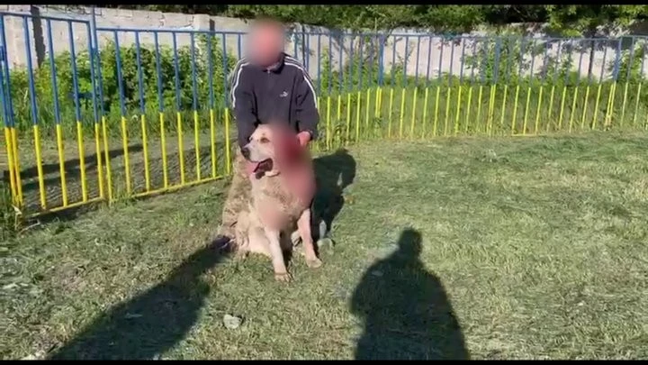Поліція перевіряє заяви про жорстокі «тестування породи» з кров’ю собак на Криворіжжі: волонтери говорять про бої, місцеві – про «закриті тренування»